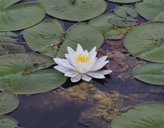 Nymphaea odorata