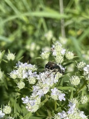 Trichiotinus viridans