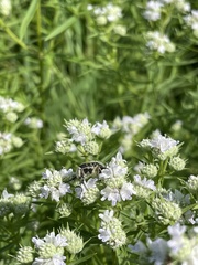 Trichiotinus viridans