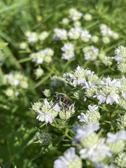 Trichiotinus viridans