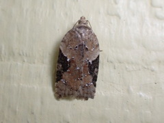 Acleris braunana