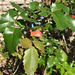 photo of Oregon Grape (Berberis aquifolium)