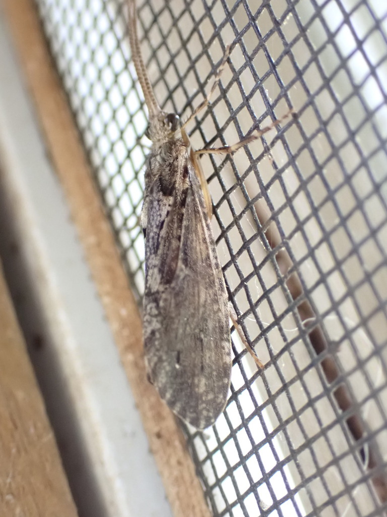 Rush Sedge Caddisfly