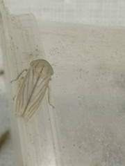 Athysanus argentarius