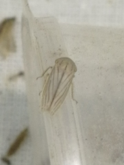 Athysanus argentarius