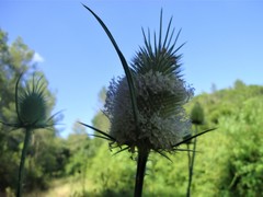 Dipsacus comosus