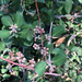 photo of Lemonade Berry (Rhus integrifolia)
