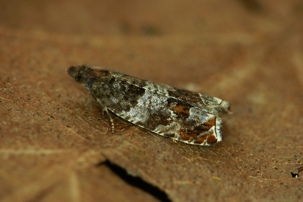 Triangle-marked Roller
