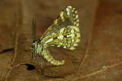 Narraga fasciolaria