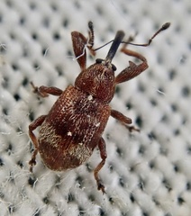 Anthonomus bituberculatus