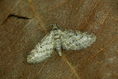 Eupithecia subumbrata