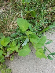 Chenopodiastrum simplex