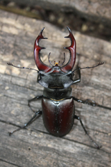 Lucanus cervus