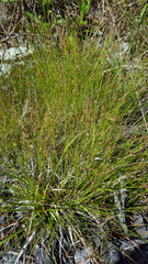 Eleocharis nitida