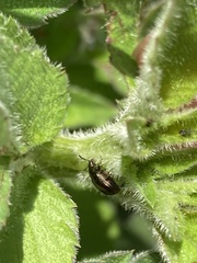 Chrysomelidae