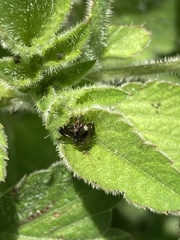 Chrysomelidae