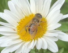 Eristalis tenax