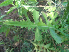 Dipsacus comosus
