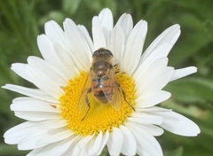 Eristalis tenax