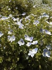 Veronica filiformis