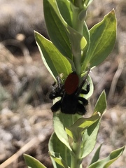 Phidippus ardens