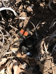 Phidippus ardens