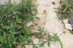 Triepeolus cameroni