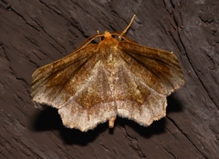 Metarranthis indeclinata