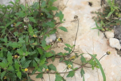 Triepeolus cameroni