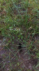 Chrysemys picta marginata