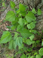 Chenopodiastrum simplex