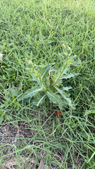 Sonchus asper