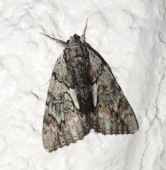 Catocala insolabilis