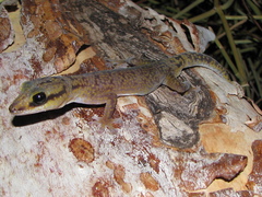 Oedura fimbria