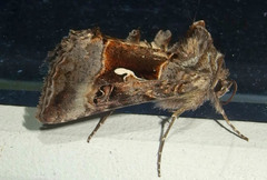 Autographa pseudogamma