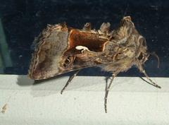 Autographa pseudogamma