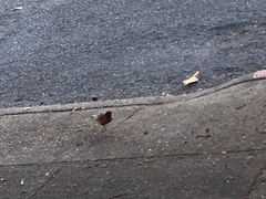 Turdus migratorius