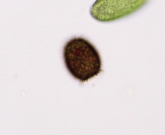 Trachelomonas armata