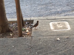 Turdus migratorius