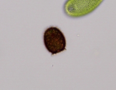 Trachelomonas armata