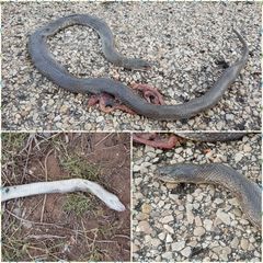 Lycodonomorphus inornatus