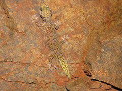 Oedura fimbria