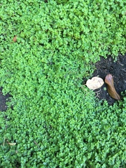 Soleirolia soleirolii