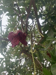 Kigelia