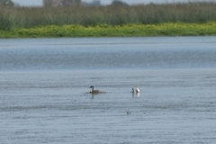 Aechmophorus clarkii