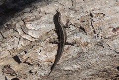 Cryptoblepharus adamsi