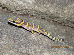 Oedura marmorata
