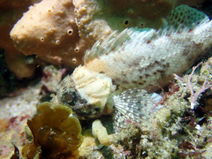 Scorpaena jacksoniensis