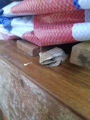 Polypedates leucomystax