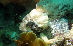 Scorpaena jacksoniensis